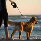 Enrgticdg dog leash for small to medium pets in packaging