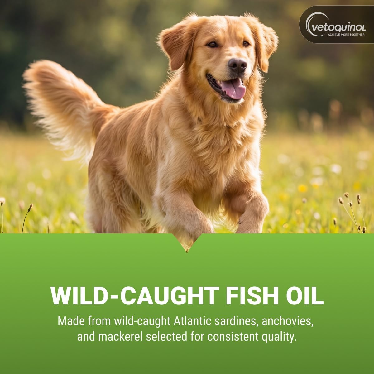 USA imported fish oil capsules for dog skin and coat health support