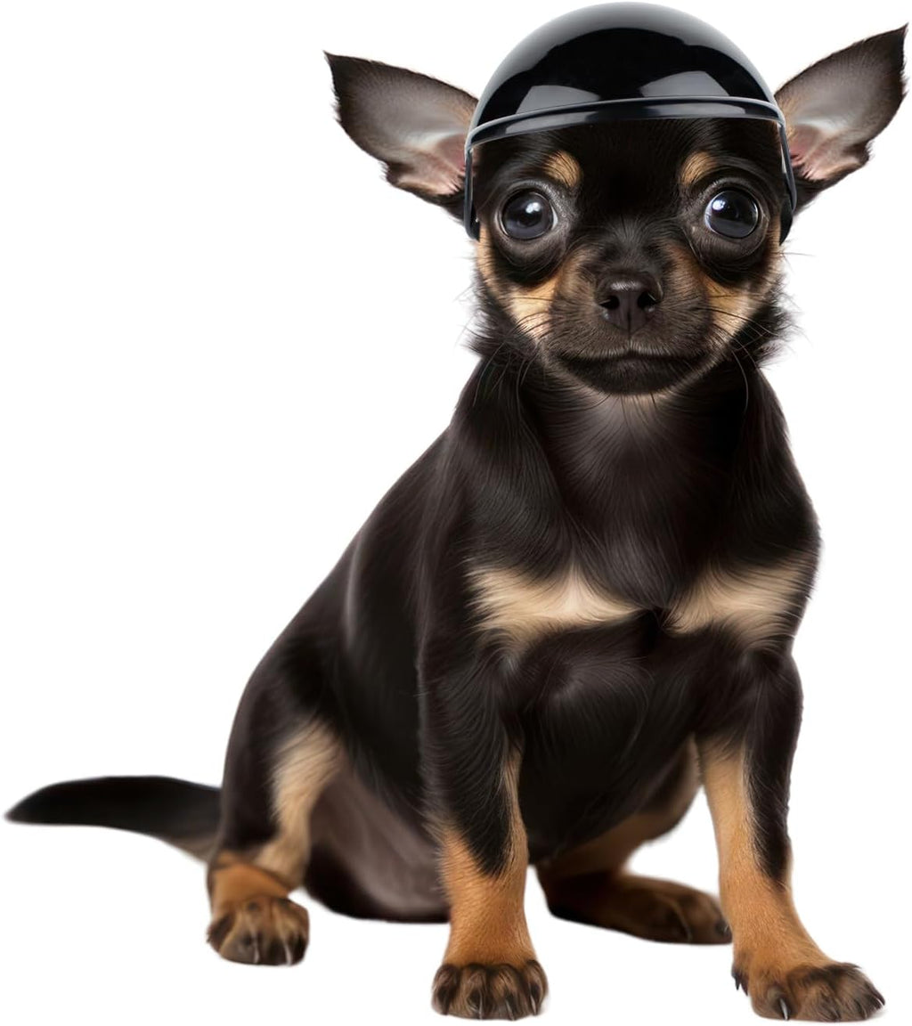 Enjoying brand protective helmet for cats and puppies