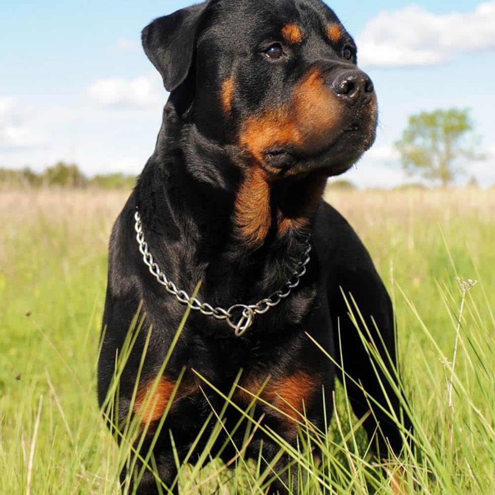 Close up view of the durable three-millimeter metal links on the Youalso pet collar