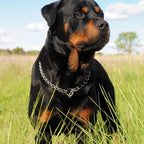 Close up view of the durable three-millimeter metal links on the Youalso pet collar