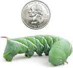 Premium live caterpillar food for bearded dragons and geckos highlighting high water content feeder insects.