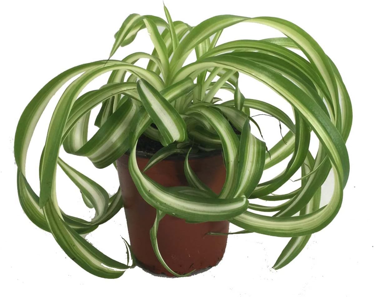 Hirt's Gardens Bonnie Curly Spider Plant in 4 inch pot front view