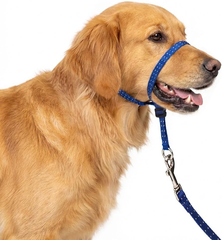 PupSensei Navy Blue Headcollar on a dog