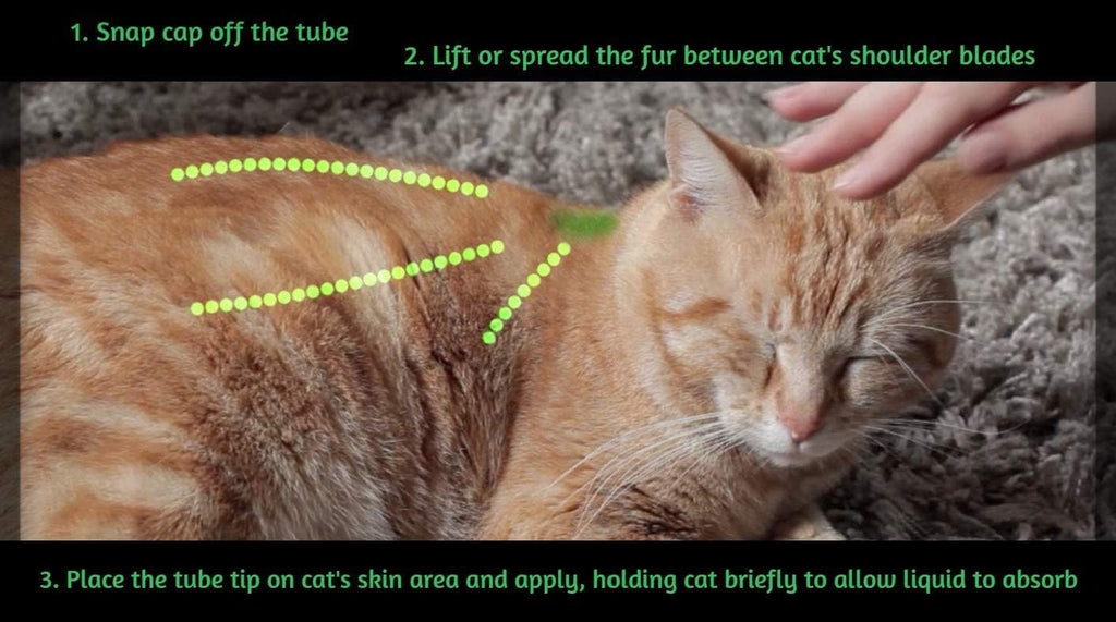 ALZOO cedarwood and peppermint oil flea drops application guide graphic for cats