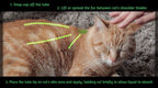 ALZOO cedarwood and peppermint oil flea drops application guide graphic for cats