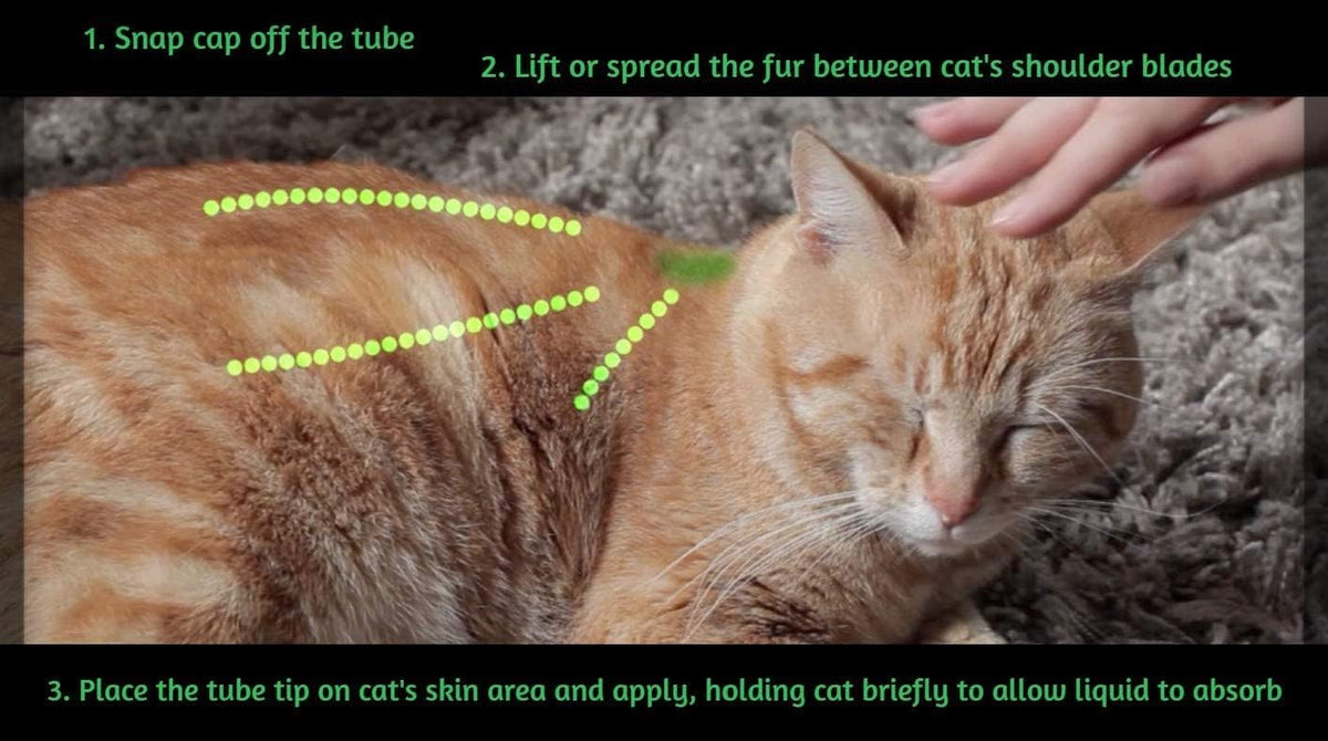 ALZOO cedarwood and peppermint oil flea drops application guide graphic for cats