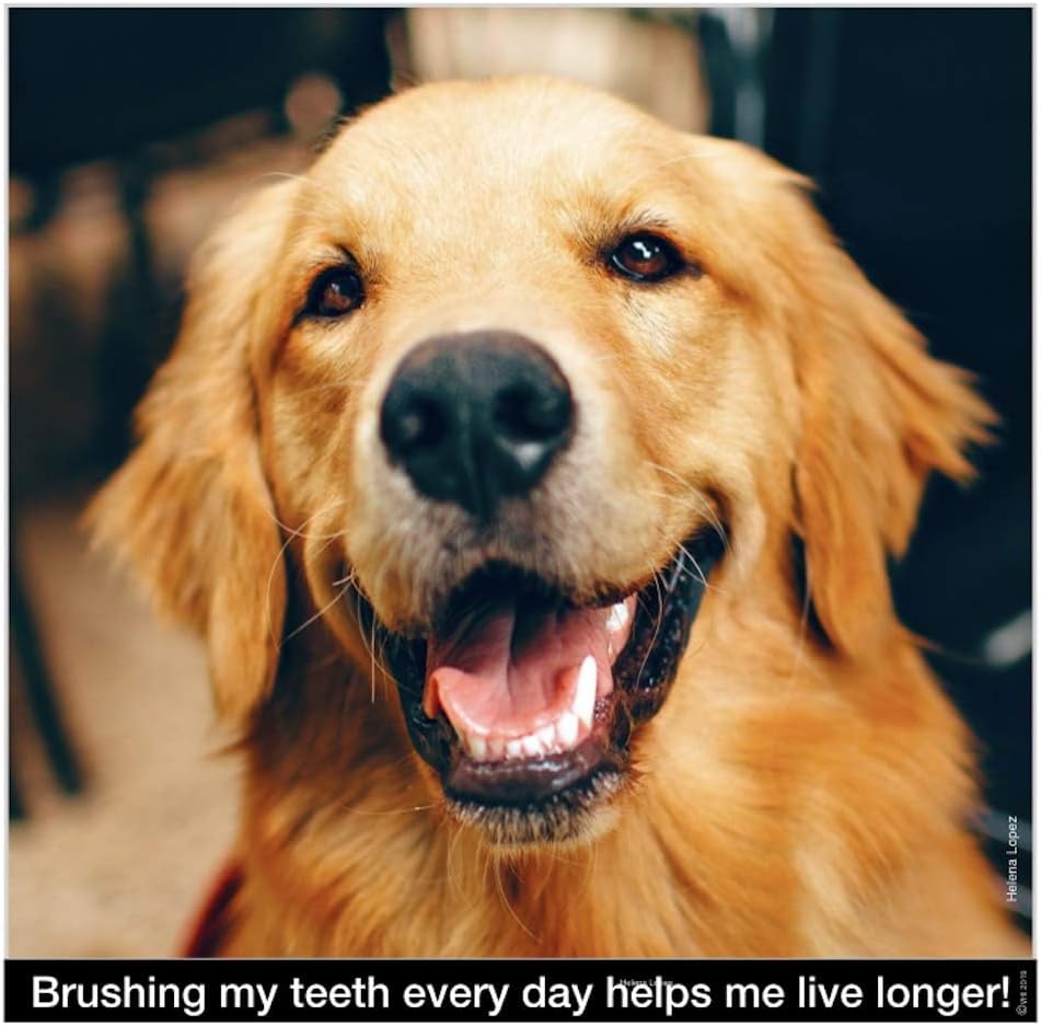 Side profile of Brush My Teeth big dog toothbrush