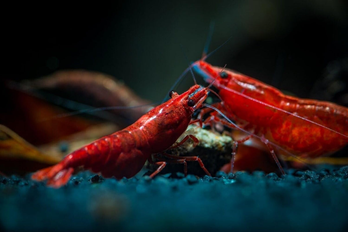 Professional aquatic food blend for specialized bottom feeders