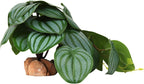 Reptile Plants for Terrarium, Ball Python Tank Decor Accessories fit Bearded Dragon Crested Leopard Gecko Lizard Chameleon Snake Frog Tortoise Hermit Crab - Fake Monstera - Image 11