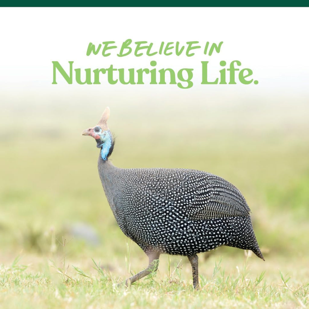 Healthy turkey eating Manna Pro All Flock Crumbles