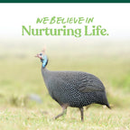 Healthy turkey eating Manna Pro All Flock Crumbles