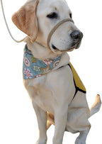 Tan dog head halter showing adjustable nylon straps