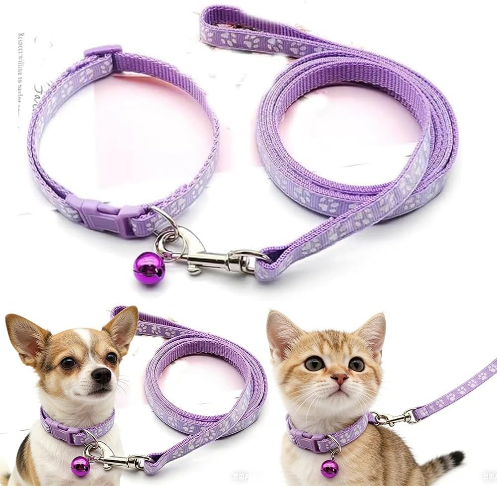 Small cat wearing green reflective collar with bell