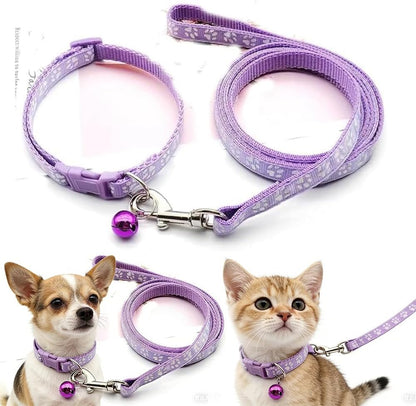 Small cat wearing green reflective collar with bell