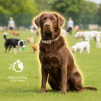 Four pack flea and tick prevention for dogs