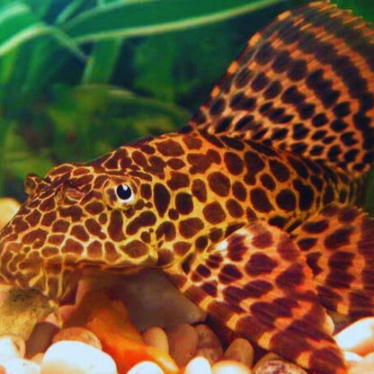 Aquaticheavens Leopard Sailfin Pleco live fish front view in an exotic freshwater aquarium