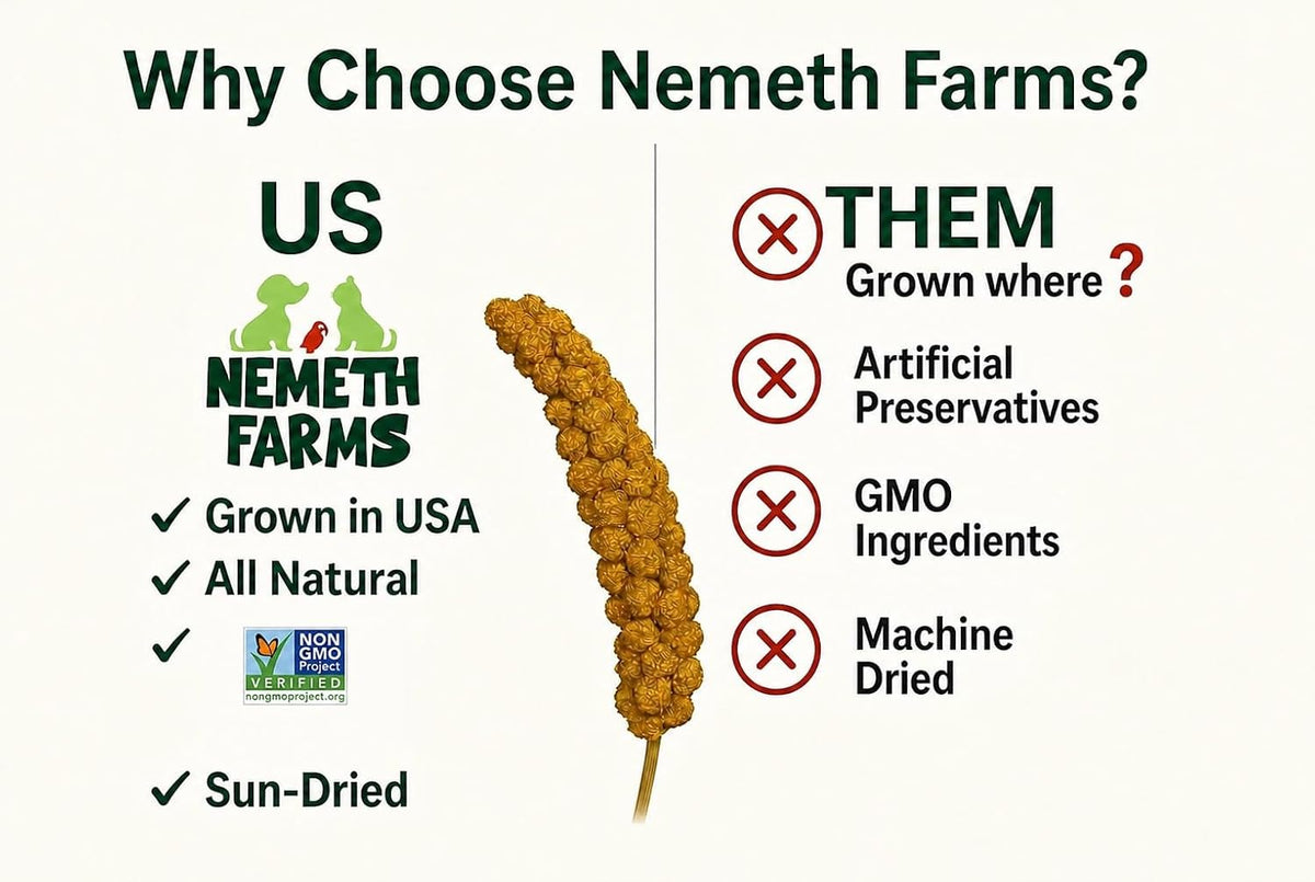 Nemeth Farms Spray Millet - Edible Tops Only, Non-GMO and Sun-Dried - 1 lb for Parakeets, Canaries and Finches - Image 4