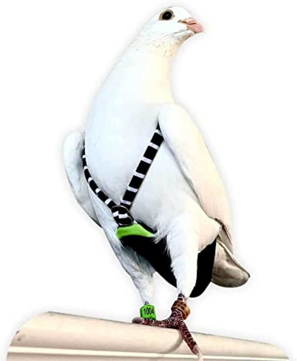 FLYPER Adjustable Mini Bird Diaper | Reusable, Washable Cloth | Comfort Fit for Parrots, Cockatiels, and Other Small Birds | Fashionable Avian Accessories Size 4 - Image 10