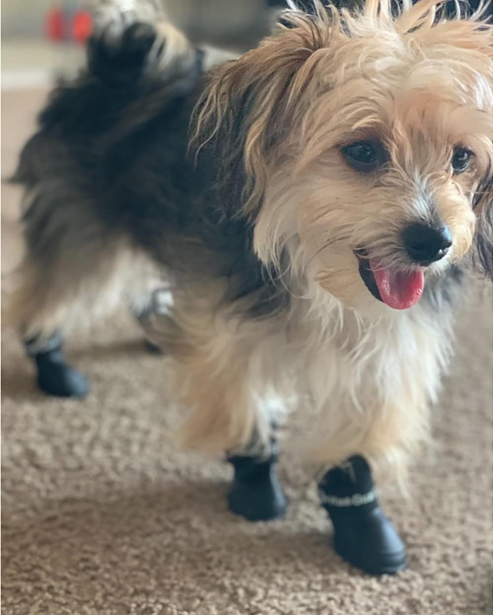 Medium size puppy rain shoes on a dog