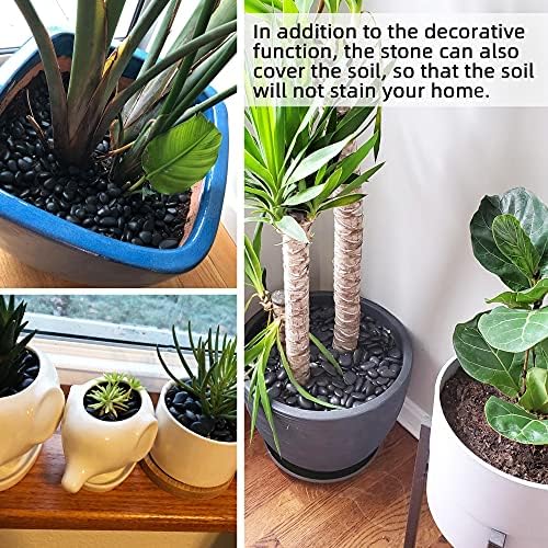 Black river rocks used as decorative soil topper for succulent plants