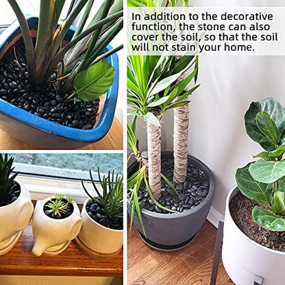 Black river rocks used as decorative soil topper for succulent plants