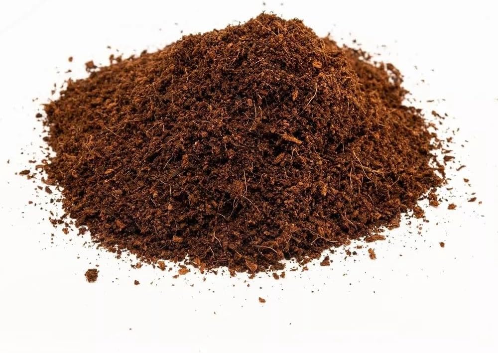 Naturalistic terrarium setup using loose coconut fiber substrate for humidity regulation