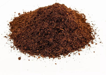 Naturalistic terrarium setup using loose coconut fiber substrate for humidity regulation