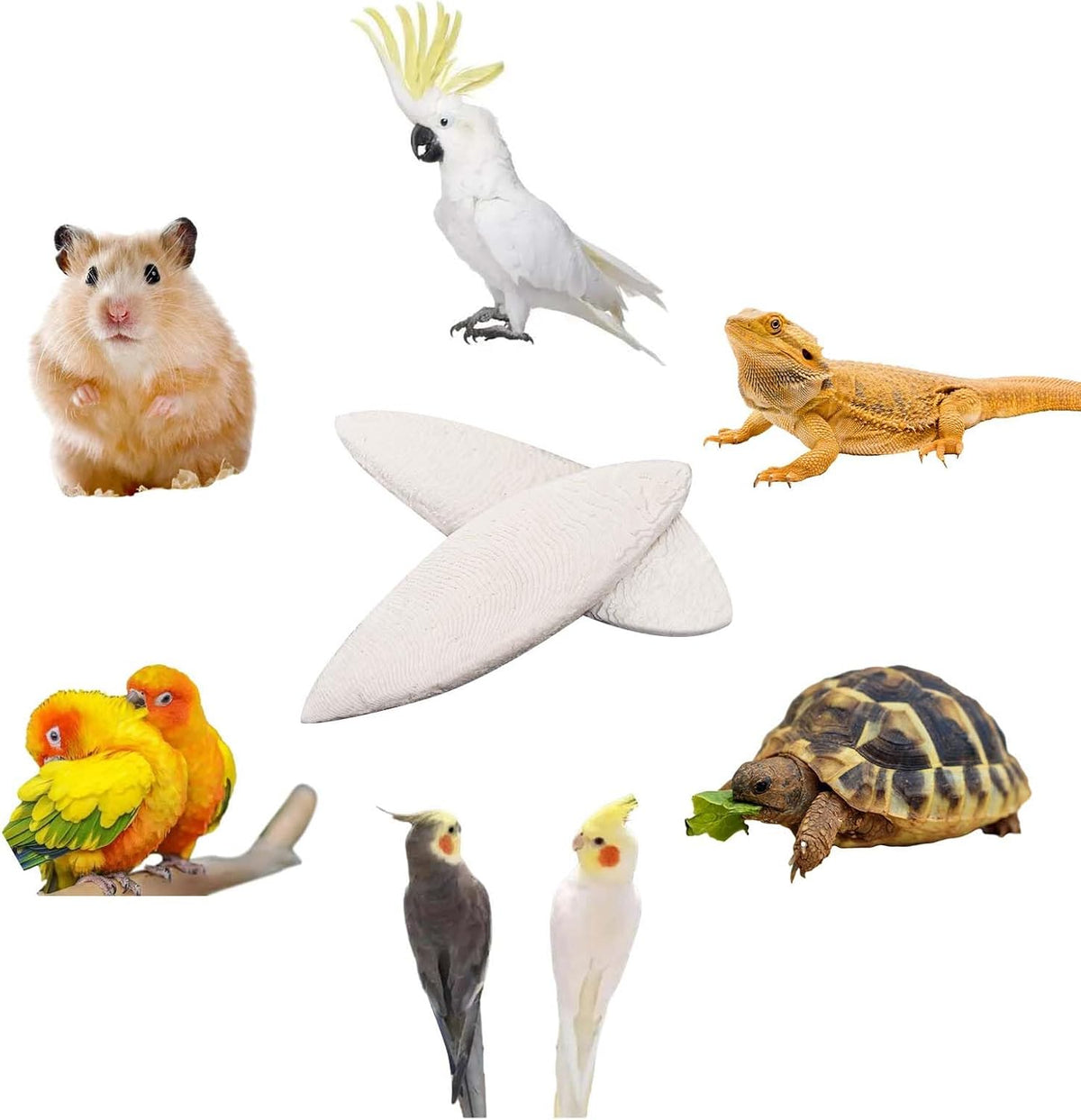 Cuttlebone for Birds 6 Pcs Large Natural Cuttlefish Bone for Parakeets - Image 3
