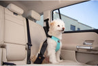 Sleepypod crash tested dog harness buckles and adjustment straps