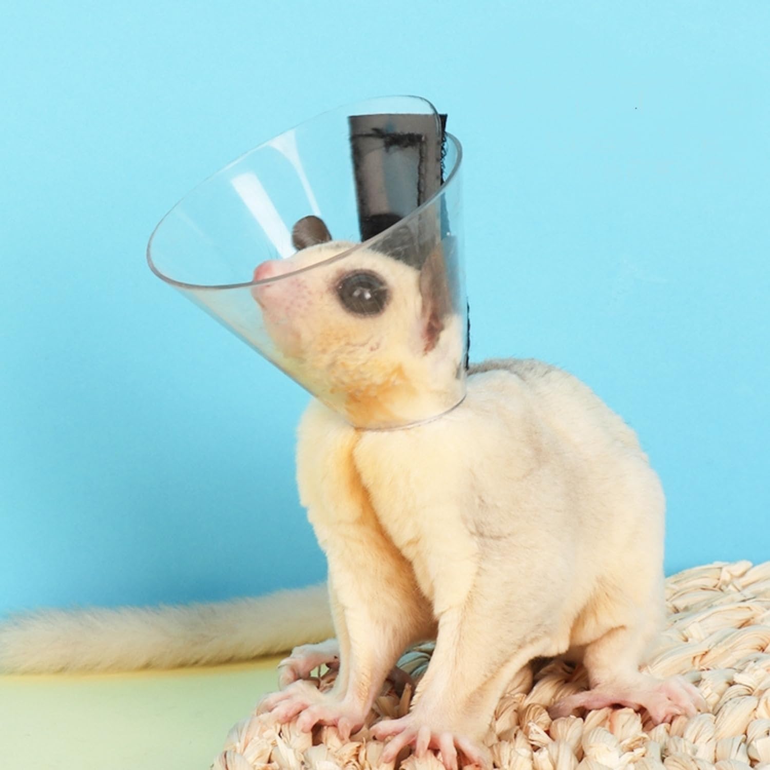 SEZDEKI transparent guinea pig recovery cone preventing wound licking close up