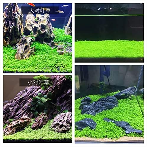 Aquascaping layout showcasing living dwarf carpet vs plastic alternative