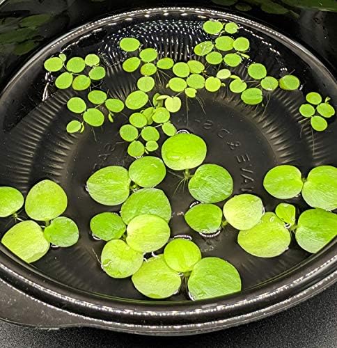 Hiro Aquatics live floating plants pack top down view showing round frogbit and clover like spangles