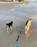 Two medium dogs walking side by side using the black double dog leash extension