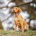 Durable cotton fabric texture on Unique Style Paws collar
