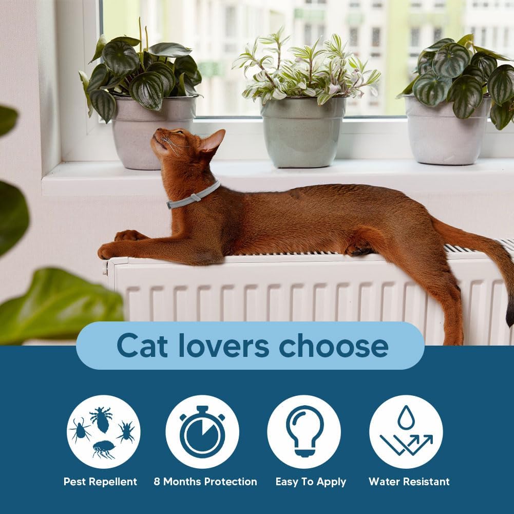 Adjustable Foodie Puppies cat collar on a cat