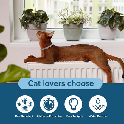 Adjustable Foodie Puppies cat collar on a cat
