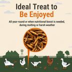 Comparison view of black soldier fly larvae versus traditional mealworms.
