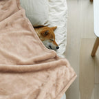 Washable puppy blankets protecting a living room sofa from pet fur.