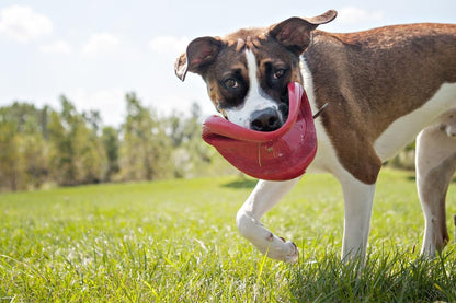 Two pack KONG Flyer dog toy set for fetch