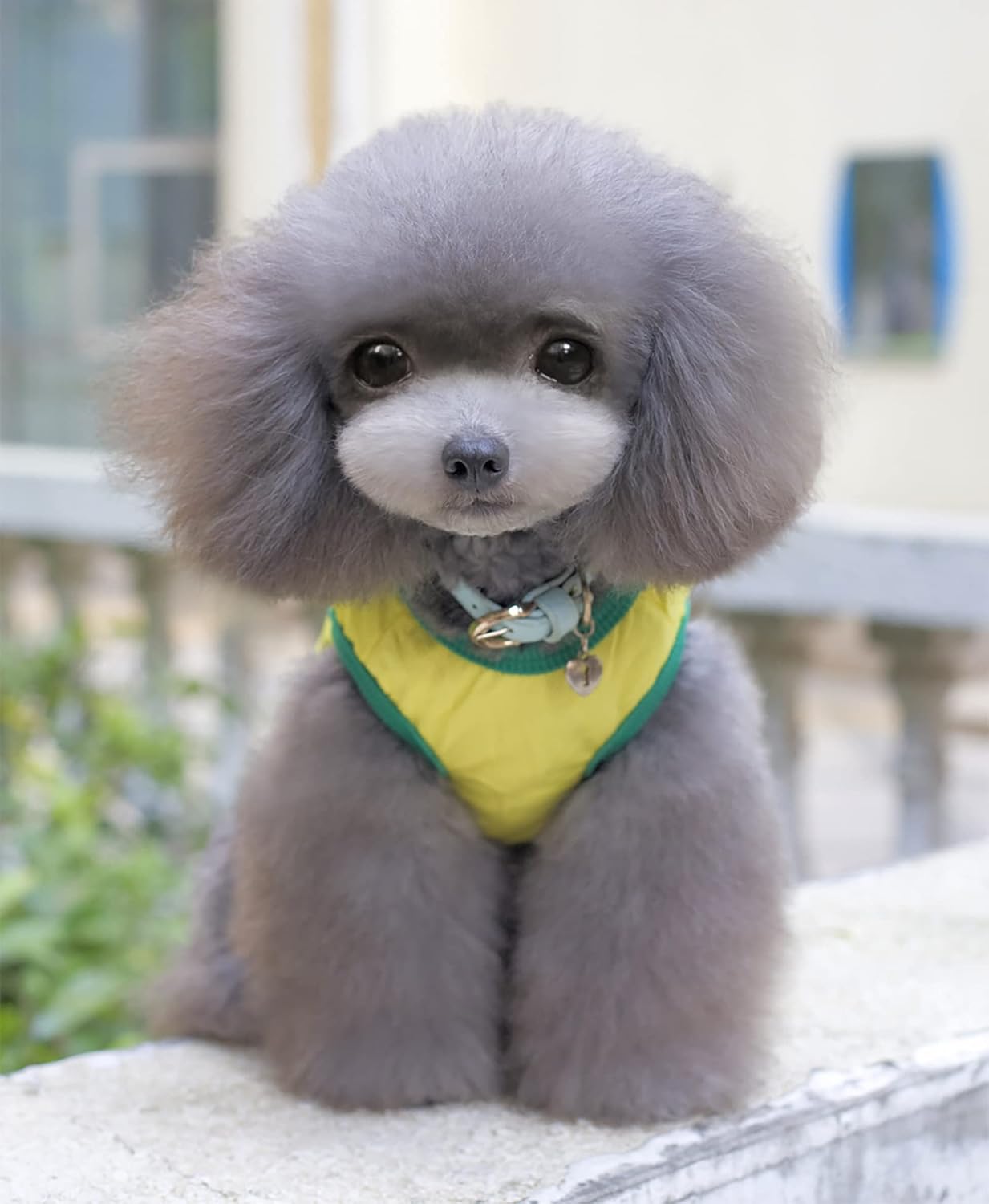 Small dog wearing yellow Brazil 2026 World Cup jersey