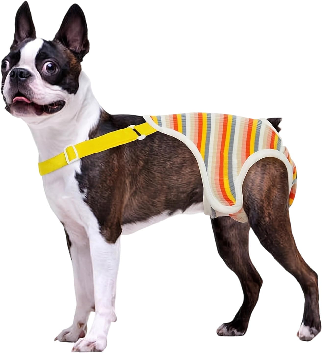 Female dog wearing yellow dreamls physiological pants to prevent diaper slipping.