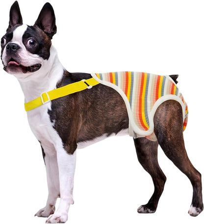 Female dog wearing yellow dreamls physiological pants to prevent diaper slipping.