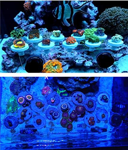 Reefing Art marine aquarium frag holder package contents including the clear acrylic tray and external backing magnets.