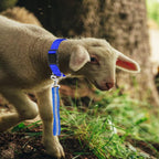 WoYous small livestock collar and leash accessories
