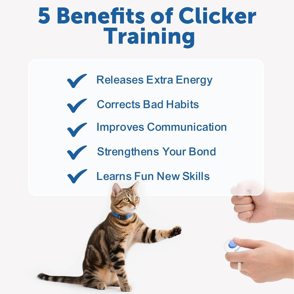 Purroro training tools set indoor interactive play session with a kitten