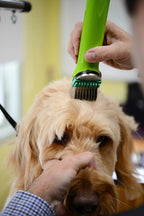Over head shot of the complete imported Ruzros metal attachment combs for precise dog hair clipping.