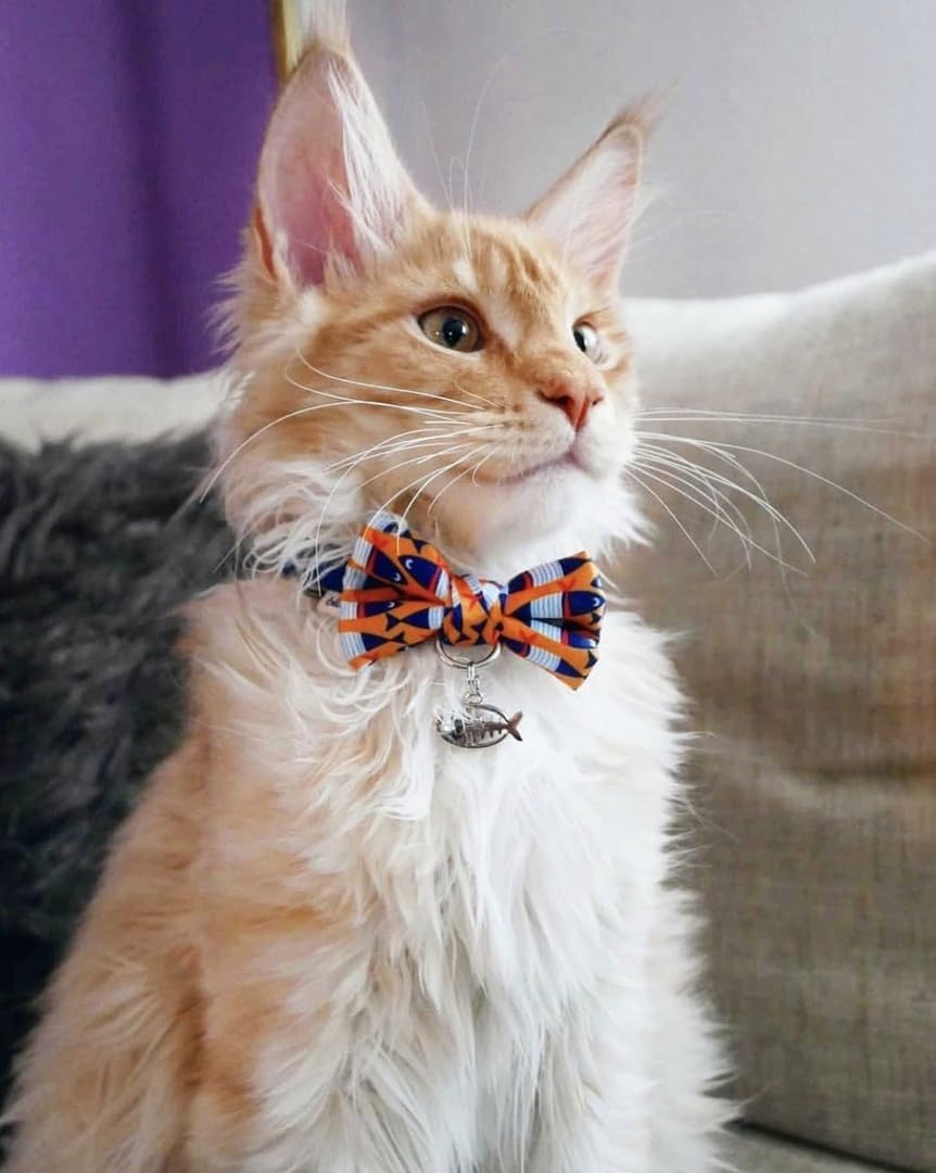 Blueberry Pet cat collar with fish print and silver fish charm