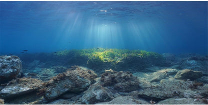AWERT ocean floor fish tank background front view showcasing underwater stones and seagrass design