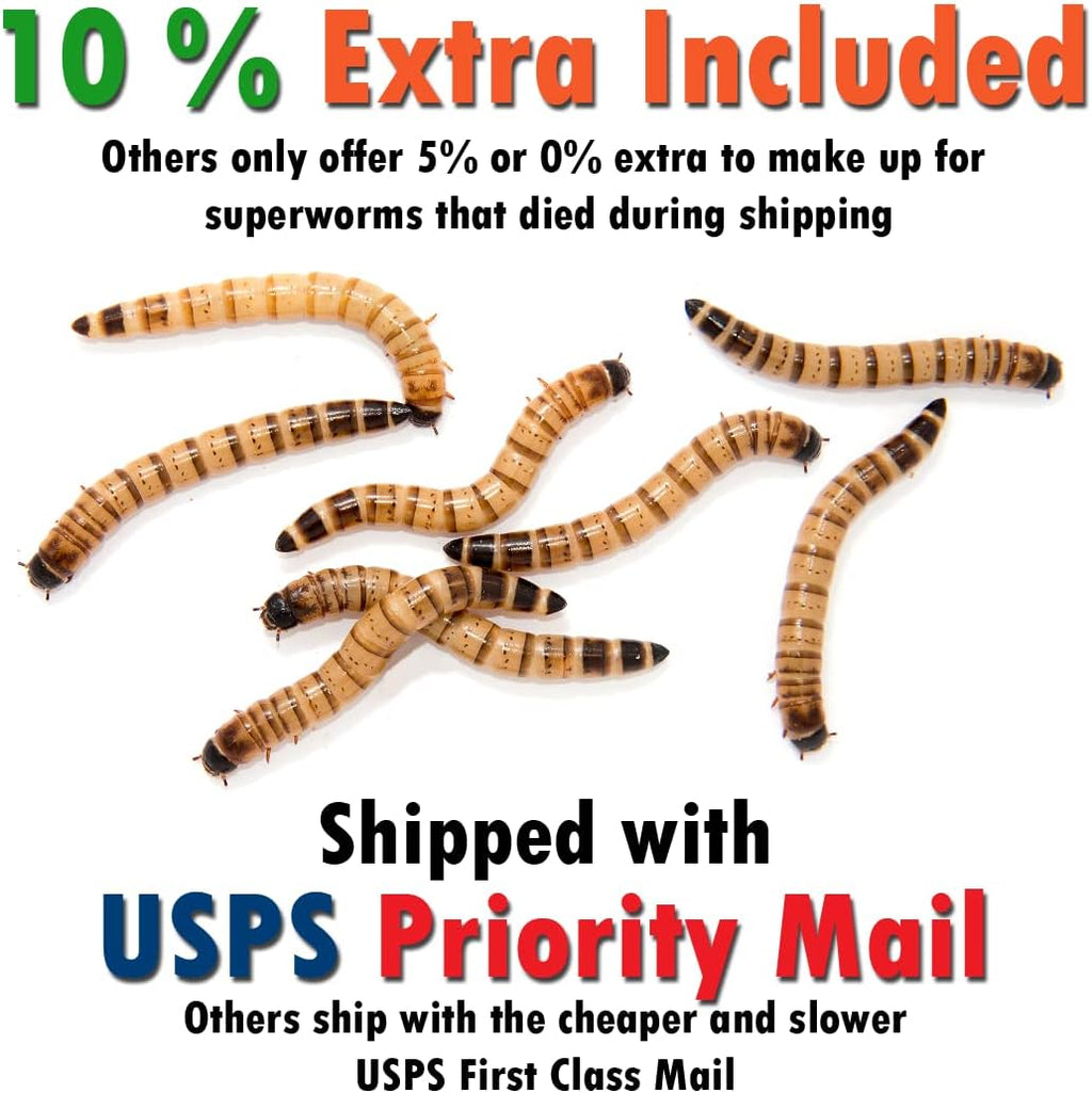 Side perspective of segmented live superworm feeder insects